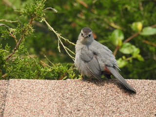 A gray catbird enjoying a beautiful day at the Bombay Hook National Wildlife Refuge, Kent County, Delaware.