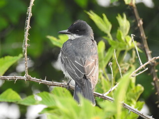 Eastern kingbird perched briar branch at the Bombay Hook National Wildlife Refuge, Kent County, Delaware.