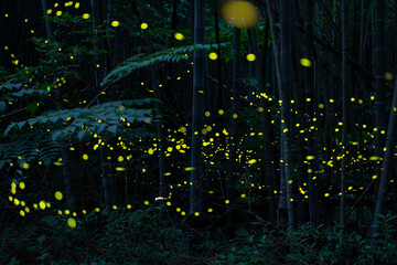 竹林のヒメボタル01