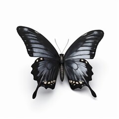 Black Butterfly with gray shade on white background