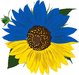 Sunflower in Ukraine flag colours. Blue and Yellow Flower. Hand Drawing Plant. Floral Element isolated on transparent background. Vector Illustration