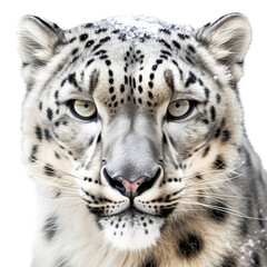 describing a Snow Leopard portrait, full face, big cat, majestic creature, Wildlife-themed, photorealistic illustrations in a PNG, cutout, and isolated. Generative AI