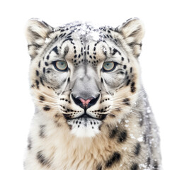 Fototapeta na wymiar a Snow Leopard portrait, full face, big cat, majestic creature, Wildlife-themed, photorealistic illustrations in a PNG, cutout, and isolated. Generative AI