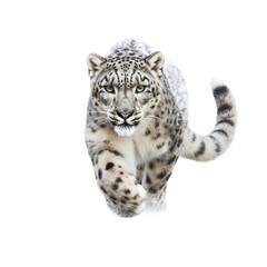  a Snow Leopard running, front view, full body, aggressive, Wildlife-themed, photorealistic illustrations in a PNG, cutout, and isolated. Generative AI