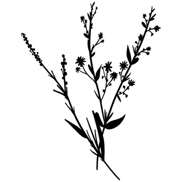 Silhouette botanic blossom floral element. Branch with leaves and flowers. Black hand drawing wildflower bouquet. Vector illustration herbs isolated on white background