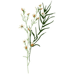 Field Flowers on Branch. Wildflower Icon. Hand Drawn	