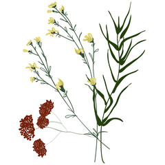 Field Flowers on Branch. Wildflower Icon. Hand Drawn	