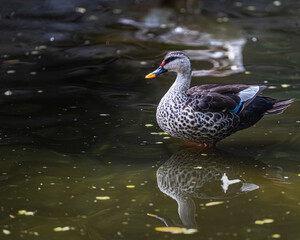Spot-billed duck resting