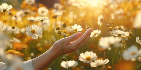 Woman's hand touching a beautiful field of cosmos flowers in morning spring sunrise, Spring or summer nature scene with blooming flower in sun glare, generative ai