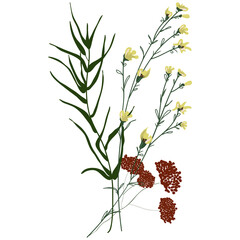 Field Flowers on Branch. Wildflower Icon. Hand Drawn	