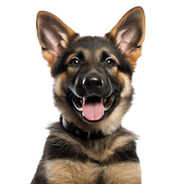 an adorable German Shepard puppy, Portrait, happy, smiling, and fun, Pet-themed, photorealistic illustrations in a PNG, cutout, and isolated. Generative AI