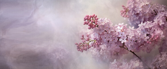  Pink and Purple Lilac Blooms in Springtime, Set on a Beautiful Soft Blurred Canvas of Calmness.  Generative AI.