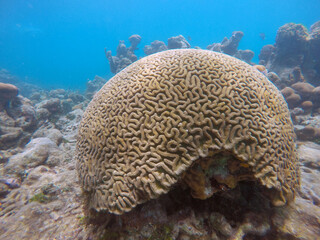 Naklejka na ściany i meble Explorando las aguas turquesas del Caribe: Un fascinante viaje sumergido en el paraíso de corales, donde la biodiversidad marina cobra vida