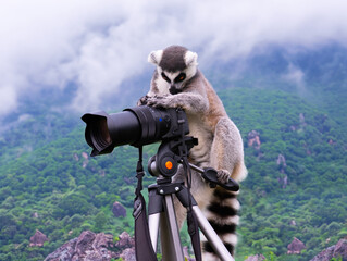 lemur photographer shoots with a camera in the mountains sitting on a camera with a tripod © fotomaster