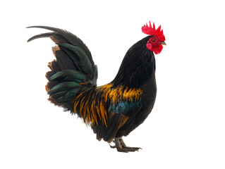 golden rooster isolated on white background