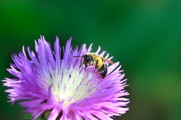 Obraz premium Bee sitting on purple flower