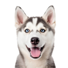 an adorable Siberian Husky puppy, Portrait, happy, smiling, and fun, Pet-themed, photorealistic illustrations in a PNG, cutout, and isolated. Generative AI