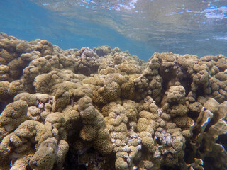 Sumérgete en el fascinante mundo submarino del Caribe: Un encuentro con la vida marina y los vibrantes corales