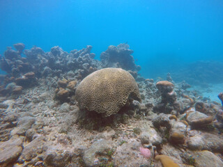 Naklejka na ściany i meble Bajo las aguas cristalinas del Caribe: Un paraíso de corales
