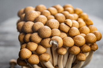 Fototapeta na wymiar mushroom shimeji brown fresh food snack on the table copy space food background rustic top view 