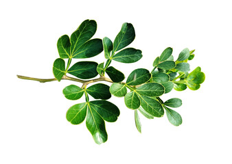 Green leaves branch closeup isolated on white background
