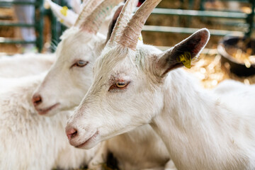Closeup headshot of white goat.