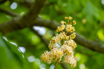 White chestnut flowers on tree leaves background, selective focus. Aesculus hippocastanum blossom of the horse-chestnut tree