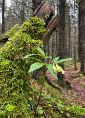 Quirl-Schaumkraut an einem bemoosten Stamm im Nadelwald im Frühling im Wendelstein Gebiet, Bayern, Deutschland