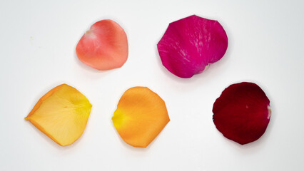 Colored Rose petals with white background.