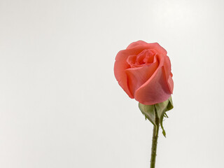 Obraz premium Rose flowers with white background.
