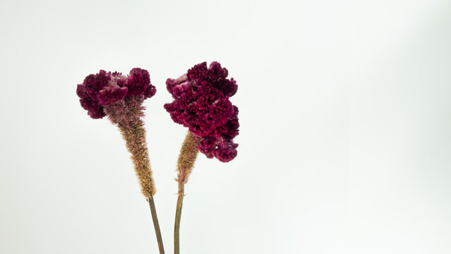 Flowers of Celosia argentea var. cristata also called Celosia cristata or cockscomb with white background.