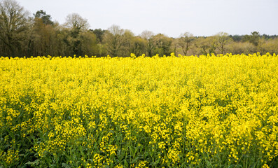 Fototapeta premium Les couleurs du printemps dans les champs