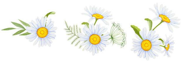 Watercolor chamomile flowers on a white background. Decorative element for a greeting card. Watercolor daisy flowers. 4