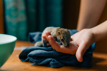 girl holding a little squirrel in her hand