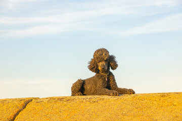 Standard Poodle relaxing on a rock