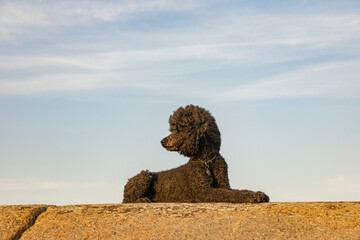 Standard Poodle relaxing on a rock