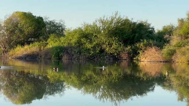 Gilbert Riparian early morning overlooking still water in lake with waterfowl