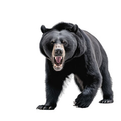 Black Bear isolated on white