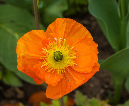 Oranger Islandmohn
