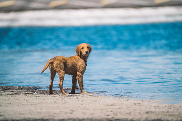 Serene Shores: Labrador Puppy's Playful Paradise