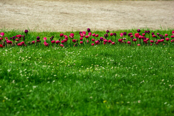 blooming tulips on a grassy meadow - obrazy, fototapety, plakaty
