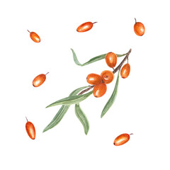 Sea buckthorn branch with berries and green leaves isolated on transparent background. Watercolor botanical illustration for the design of patterns, greetings, package, advertising posters, labels