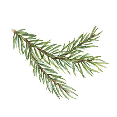 Watercolor Christmas Spruce branch isolated on transparent  background. Botanical illustration of green lush sprig for winter postcard design, Xmas and New Year cards, greetings, patterns © Masha_tolk_art