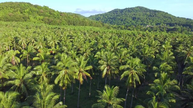 Drone aerial picture of a sizable coconut plantation close to a hillside in Thailand's tropical jungle, representing agribusiness and the natural world.