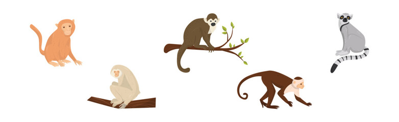 Monkey as Arboreal Ape with Long Tail Sitting on Branch Vector Set