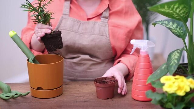expert gardener transplants a home plant from nursery pot, caring for the potted plant with important proper drainage and new soil 
