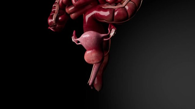 Female reproductive system anatomy medical concept 3d animation