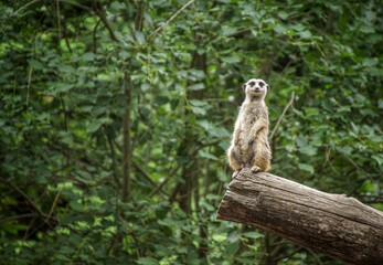 meerkat in zoo