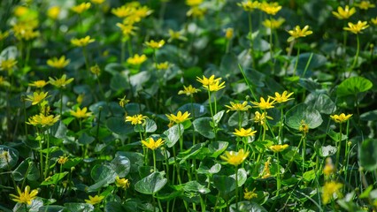 Fototapeta premium Gorgeous 4K Display: Captivating Wild Flowers Unveiled in the Splendor of Spring