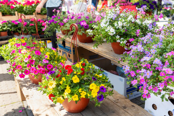 Fototapeta na wymiar Close up of wooden shelves with pots of flowering plants. Spring flower festival